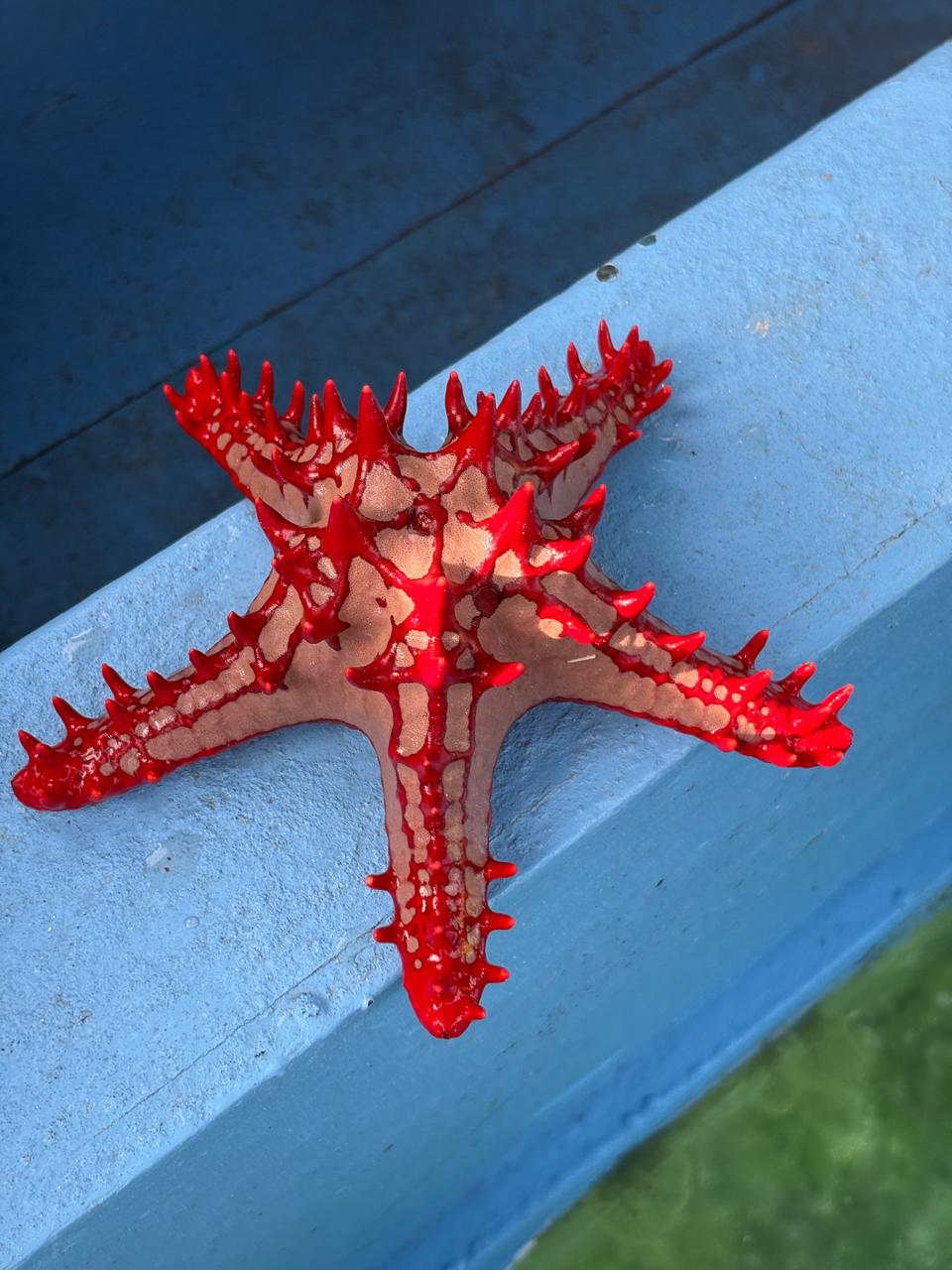 Wasini Island Day Trip gallery image 6